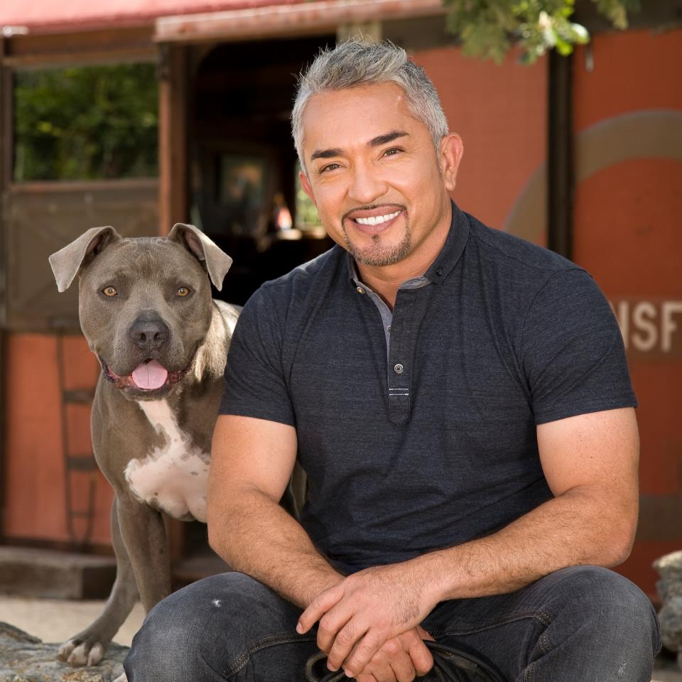 Cesar Millan Cesar Millan: «Der Hundeflüsterer» kommt nach Zürich | bäckstage.ch
